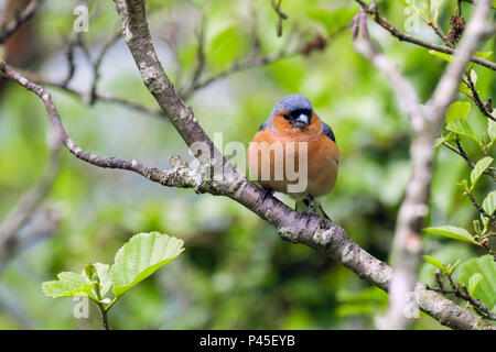 La nature d'un homme (Fringilla coelebs Chaffinch commun) le plumage des oiseaux au printemps sur un Beech tree branch dans une haie de jardin. Pays de Galles, Royaume-Uni, Angleterre Banque D'Images