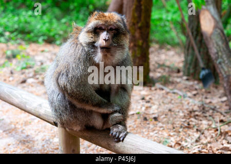 Singe assis drôle et intelligente dans les forêts tropicales Banque D'Images