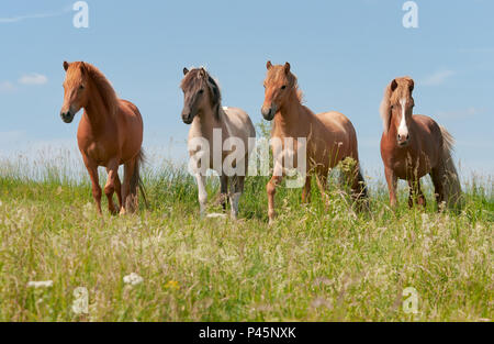 Quatre chevaux Islandais debout dans une prairie d'herbe verte, les jeunes étalons avec différentes couleurs de pelage, de châtaigne, de la souris et rouge dun dun tobiano, Allemagne Banque D'Images