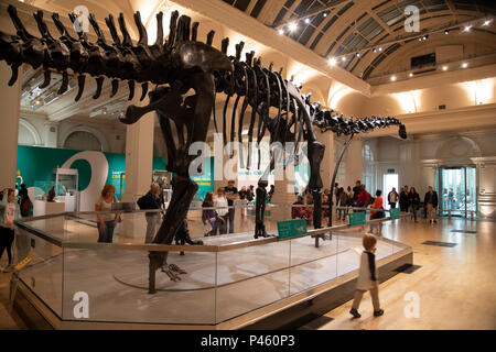 Squelette de dinosaure diplodocus, connu comme Dippy en tournée à l'hôtel de gaz partie de Birmingham Museum à Birmingham, Royaume-Uni. Banque D'Images