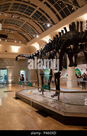 Squelette de dinosaure diplodocus, connu comme Dippy en tournée à l'hôtel de gaz partie de Birmingham Museum à Birmingham, Royaume-Uni. Banque D'Images