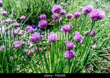 Allium schoenoprasum, jardin de ciboulettes rose fleuri Banque D'Images