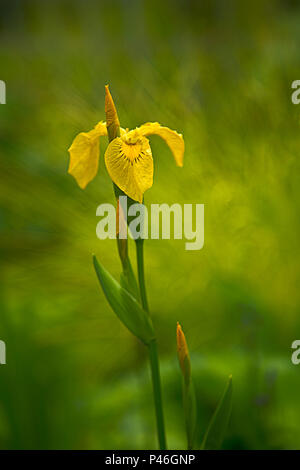 Iris jaune Banque D'Images