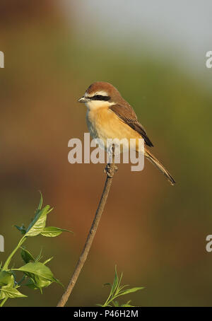 Pie-grièche brune (Lanius cristatus superciliosus) mâle adulte, perché sur twig Hebei, Chine Mai 2016 Banque D'Images