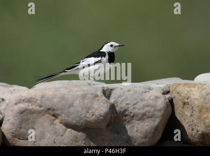 Bergeronnette printanière (Motacilla alba chinois leccopsis) mâle adulte debout sur mur de pierre...l'amour aussi W. près de Beijing, Chine Mai 2011 Banque D'Images