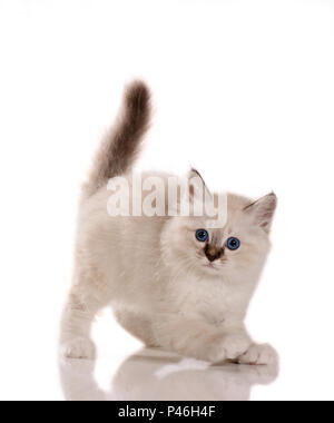 Chaton birman, tabby point, 7 semaines Banque D'Images