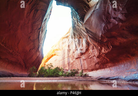 Cathédrale d'or dans la région de Neon Canyon, Utah, le Parc National de Escalante Banque D'Images