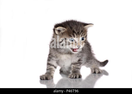 Chaton noir tabby, 3 semaines Banque D'Images