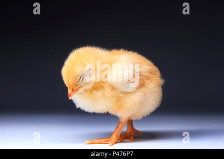 Poussin jaune endormi permanent, des animaux, animaux domestiques Banque D'Images