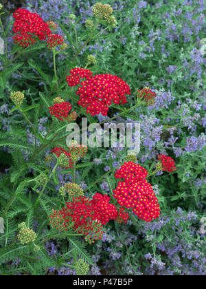 L'Achillea Fanal avec la floraison de fleurs catmint Banque D'Images