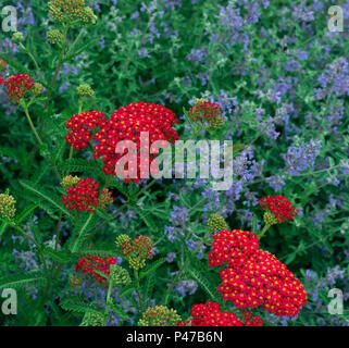 L'Achillea Fanal avec la floraison de fleurs catmint Banque D'Images