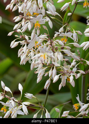 La Nouvelle Zélande ou maikaika rock lily Arthropodium cirratum Banque D'Images