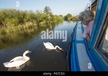 Femme en vacances voile sur l'alimentation de la rivière cygnes de fenêtre, River Ant, Norfolk Broads, UK. Peut Banque D'Images