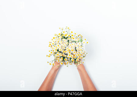 Woman's hands holding un petit bouquet de camomille, vue du dessus. Mise à plat composition de bouquet de marguerites jaunes d'été dans le centre de fond blanc Banque D'Images