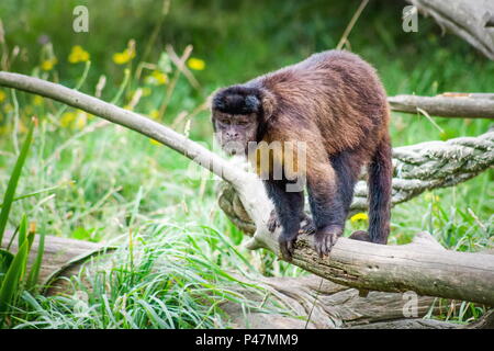 À TOUFFETER, également connu sous le nom de singe capucin capucin brun, capucin à tête noire ou broche monkey est un monde nouveau primat de l'Amérique du Sud. Banque D'Images