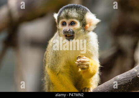 La singe écureuil (Saimiri boliviensis) est un singe de l'Écureuil d'Amérique du Sud, trouve en Bolivie, au Brésil et au Pérou. Banque D'Images