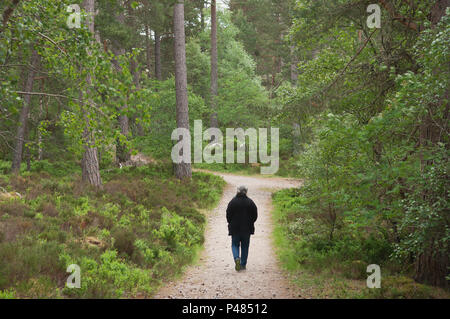 Anagach Bois, Grantown-on-Spey, les Highlands écossais. Banque D'Images