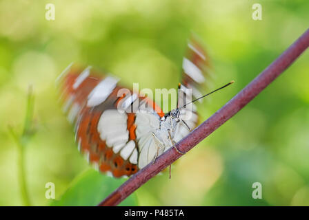 Southern White Admiral Limenitis reducta - papillon coloré, beau papillon d'Meadows et des prairies. Banque D'Images