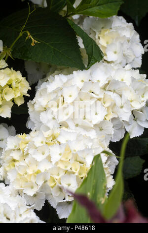 Fleurs stériles de l'arbuste en fleurs hortensia de balai, Hydrangea macrophylla 'Madame Emile Mouillère' Banque D'Images