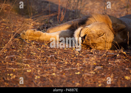 Un jeune homme lion sonner pendant à l'aube, la Selous Game Reserve Banque D'Images
