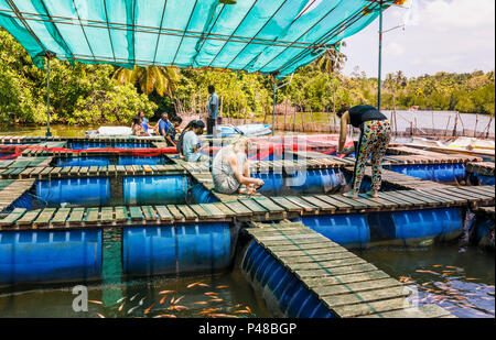 Fish Farm pour grignoter pieds sur les rives de la rivière Madu Madu Ganga, les zones humides, au sud-ouest du Sri Lanka, s'est rendu sur un bateau de tourisme voyage Banque D'Images