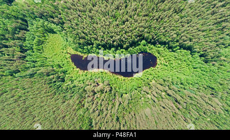 Vue aérienne du lac caché dans une forêt de pins Banque D'Images