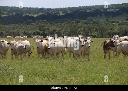 NOVA ANDRADINA, MS - 24.03.2015 : EM NOVA ANDRADINA GADO GADO nelore MS - fazenda em localizada na Cidade de Nova Andradina-MS. (Foto : André Chaco / Fotoarena) Banque D'Images