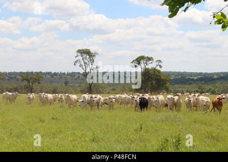 NOVA ANDRADINA, MS - 24.03.2015 : EM NOVA ANDRADINA GADO GADO nelore MS - fazenda em localizada na Cidade de Nova Andradina-MS. (Foto : André Chaco / Fotoarena) Banque D'Images