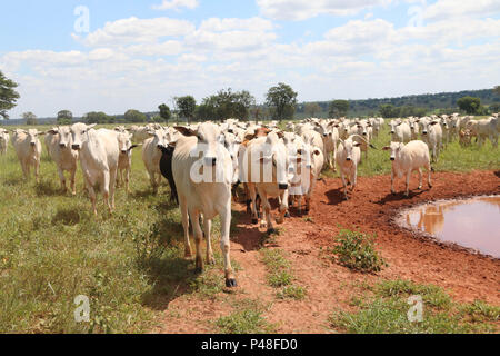 NOVA ANDRADINA, MS - 24.03.2015 : EM NOVA ANDRADINA GADO GADO nelore MS - fazenda em localizada na Cidade de Nova Andradina-MS. (Foto : André Chaco / Fotoarena) Banque D'Images