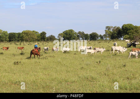 toca Boiadeiro boiada nelore de gado em fazenda localizada na