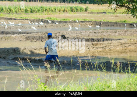 Un homme travaillant sur un champ de riz au Sri Lanka. Banque D'Images