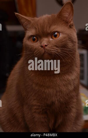 Un chat British Shorthair - belle expression différente de ce chat de race- une couleur brune très rare Banque D'Images