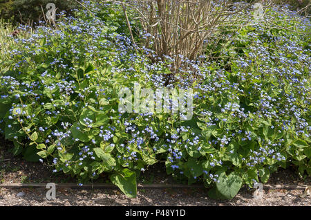 Brunnera macrophylla Langtrees floraison dans un jardin anglais Banque D'Images