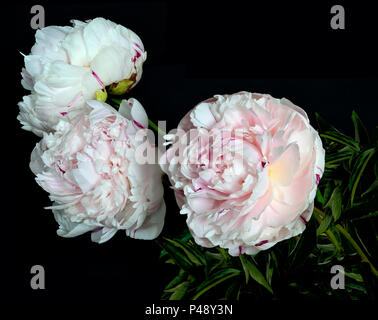 Magnifique bouquet de pivoines rose-blanc doux close up sur fond noir avec de l'espace isolé pour le texte. Des fleurs avec des pétales délicats et délicate Banque D'Images