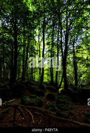 Puzzlewood, forêt de Dean, Gloucestershire. Banque D'Images