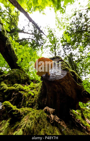 Poulet des bois champignon, Puzzlewood, forêt de Dean, Gloucestershire. Banque D'Images