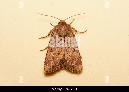 Espèce rustique Flounced Banque D'Images