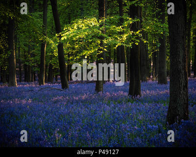 Feuilles vert souligné par un rayon de soleil au-dessus d'un plancher de bois avec moquette bluebells près de Sunset, Buckinghamshire, Angleterre Banque D'Images