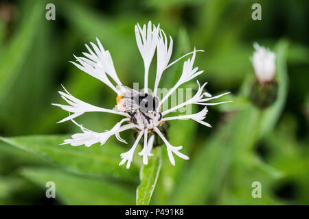 Une abeille sur un livre blanc bleuet (centaurea montana vivace 'Alba') Banque D'Images