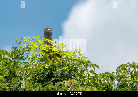 Cormoran à Hawk Eagle perché sur un arbre contre un ciel bleu. Banque D'Images