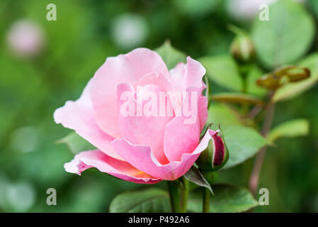 Une fleur sur un Frère Cadfael rose bush Banque D'Images