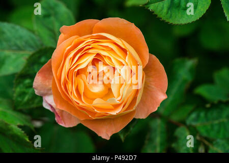 La fleur d'une Lady Emma Hamilton rose Banque D'Images