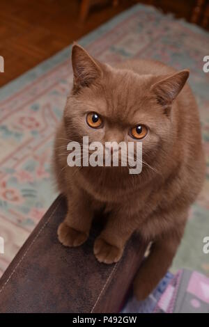 Un chat British Shorthair - belle expression différente de ce chat de race- une couleur brune très rare Banque D'Images