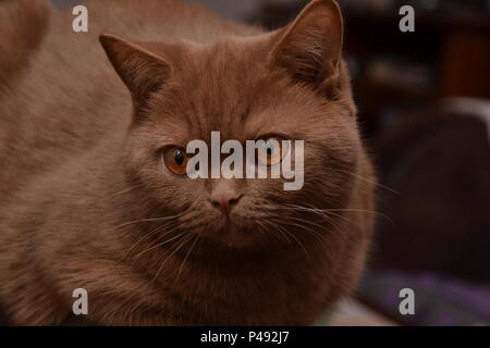 Un chat British Shorthair - belle expression différente de ce chat de race- une couleur brune très rare Banque D'Images