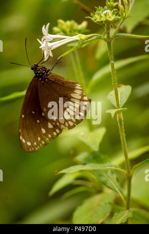 Crow, papillon gris Malabar Banque D'Images