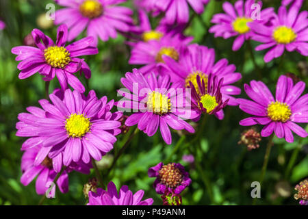 Brachyscome iberidifolia ' plaisir ' Magenta Banque D'Images