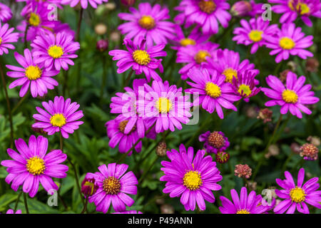 Brachyscome iberidifolia ' plaisir ' Magenta Banque D'Images