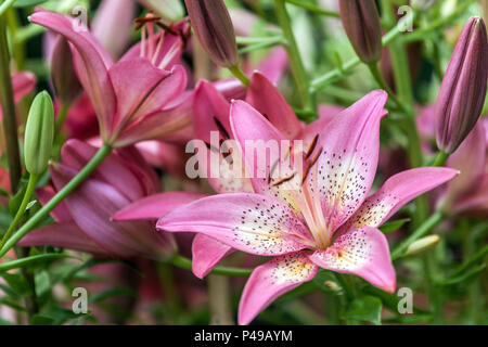 Lily asiatiques, Lilium ' ' Trogon, Lys Banque D'Images