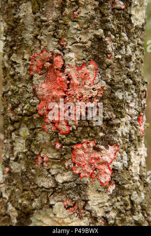 Couverture rouge lichen, Lake Woodruff National Wildlife Refuge, en Floride Banque D'Images