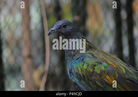 Close up d'un pigeon Nicobar Banque D'Images